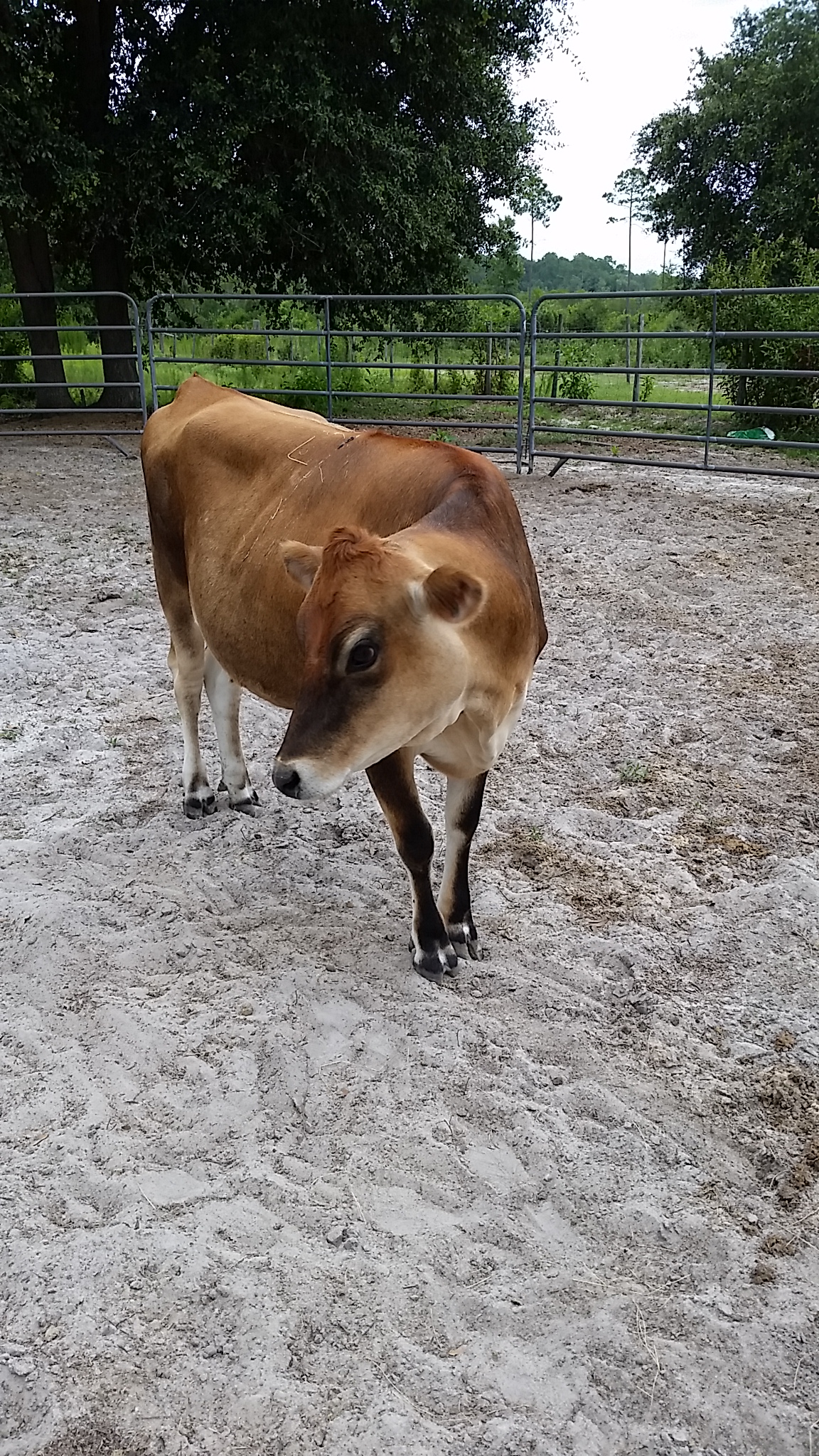 rolly pet daisy cow