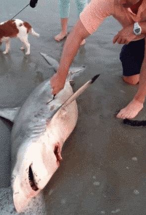 shark giving birth