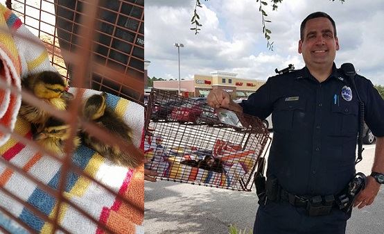 JSO officer rescues three baby ducklings from storm drain ...