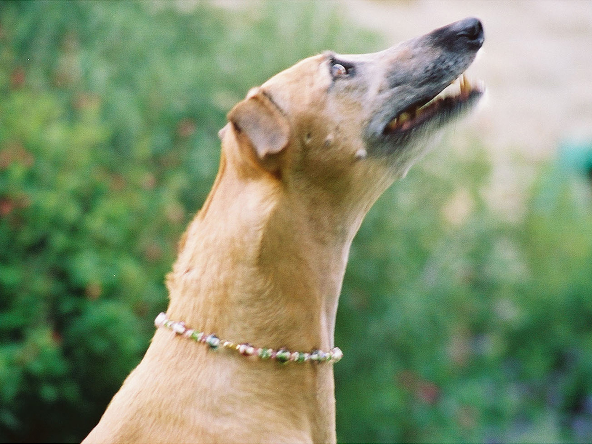Tri State Greyhound Racing - q4cr026