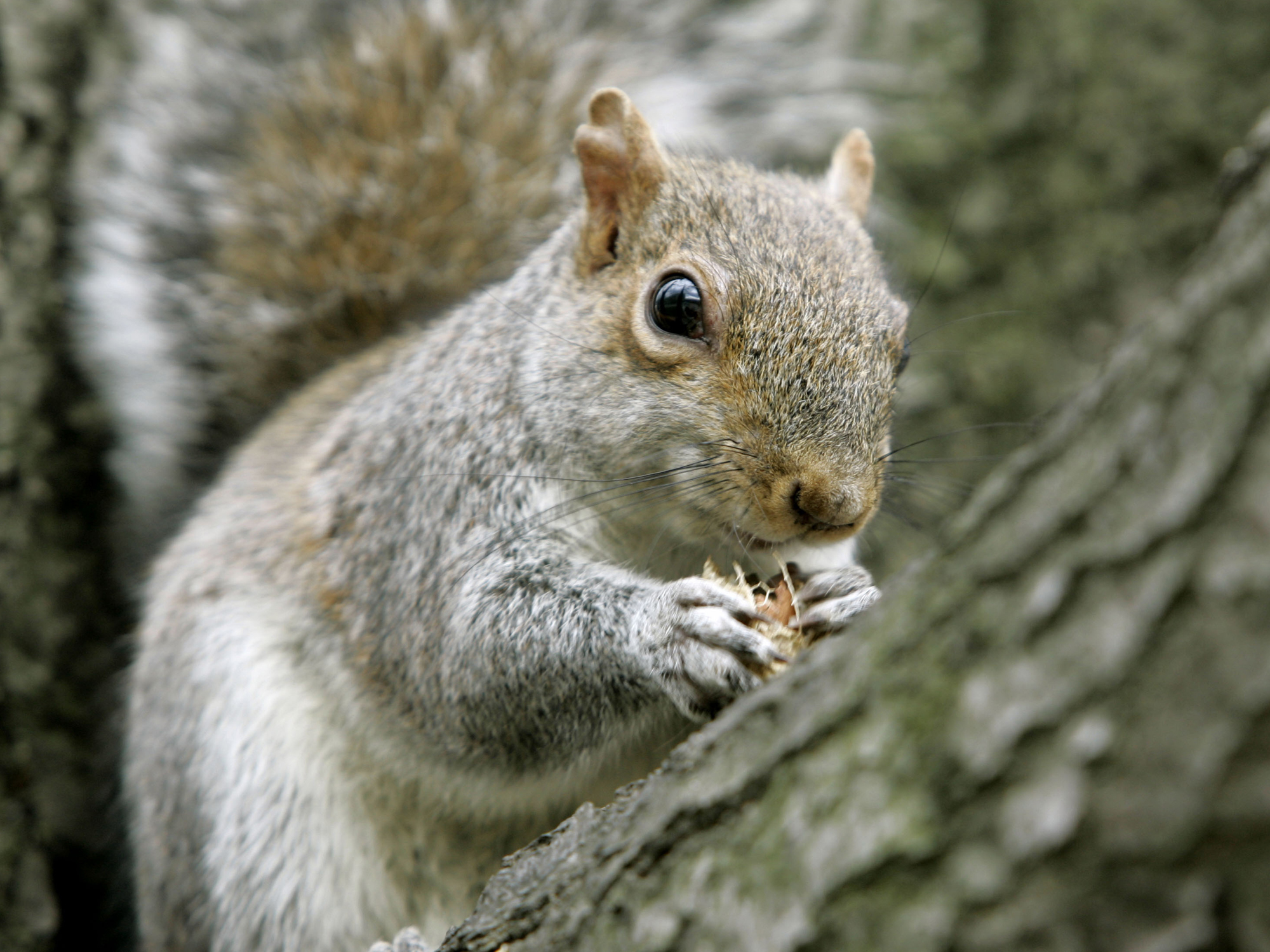VIDEO Squirrel goes nuts, attacks Sarasota man
