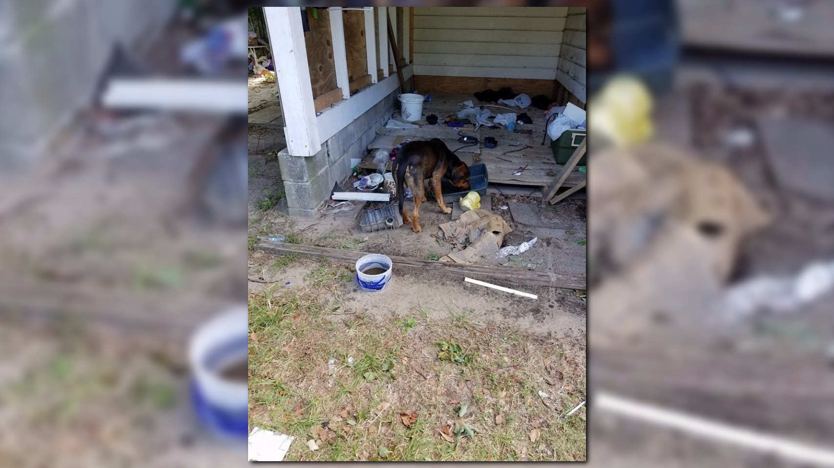 Dog chained to Brunswick home survives Hurricane Matthew