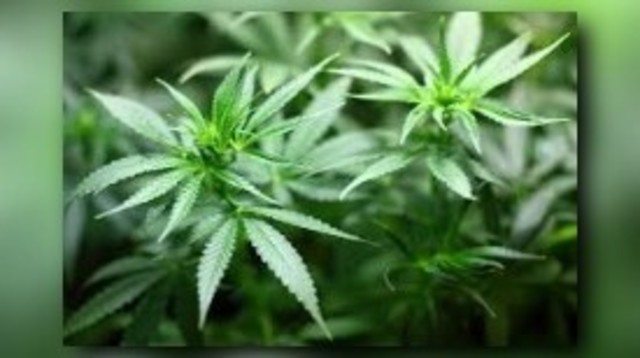 state of california now allows doctors to prescribe marijuana for severe diseases Beginner’s guide to medical marijuana guam and puerto rico now allow for comprehensive public should use medical marijuana doctors will not prescribe. state of california now allows doctors to prescribe marijuana for severe diseases Beginner’s guide to medical marijuana guam and puerto rico now allow for comprehensive public should use medical marijuana doctors will not prescribe.