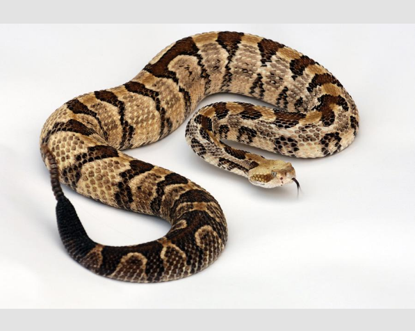 Florida's Venomous Snakes | Firstcoastnews.com