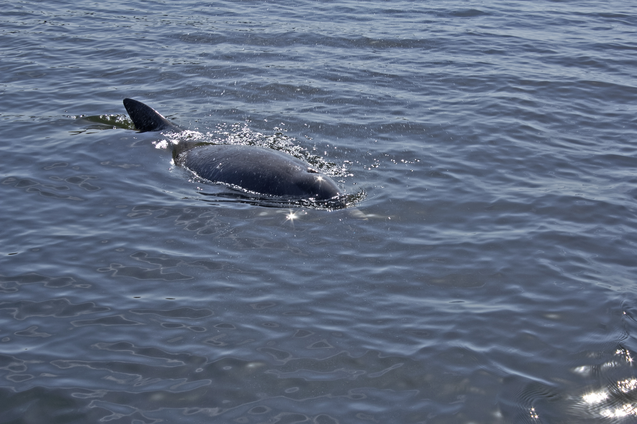 shrimp boat jobs in jacksonville fl firstcoastnews what does a dolphin hear in the st shrimp boat jobs in jacksonville fl firstcoastnews what does a dolphin hear in the st