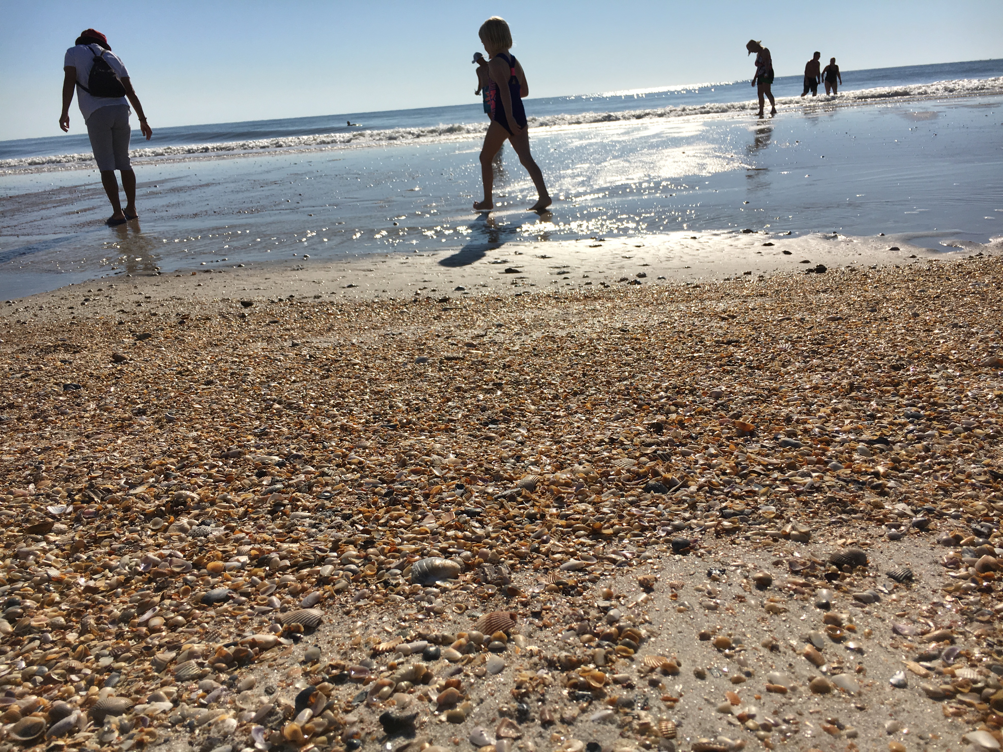 BLOG: How do sharks pull out their teeth if they don't have hands