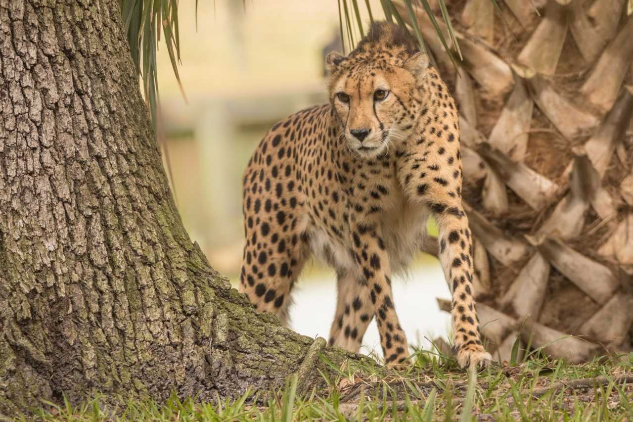 Cheetah dies at the Jacksonville Zoo