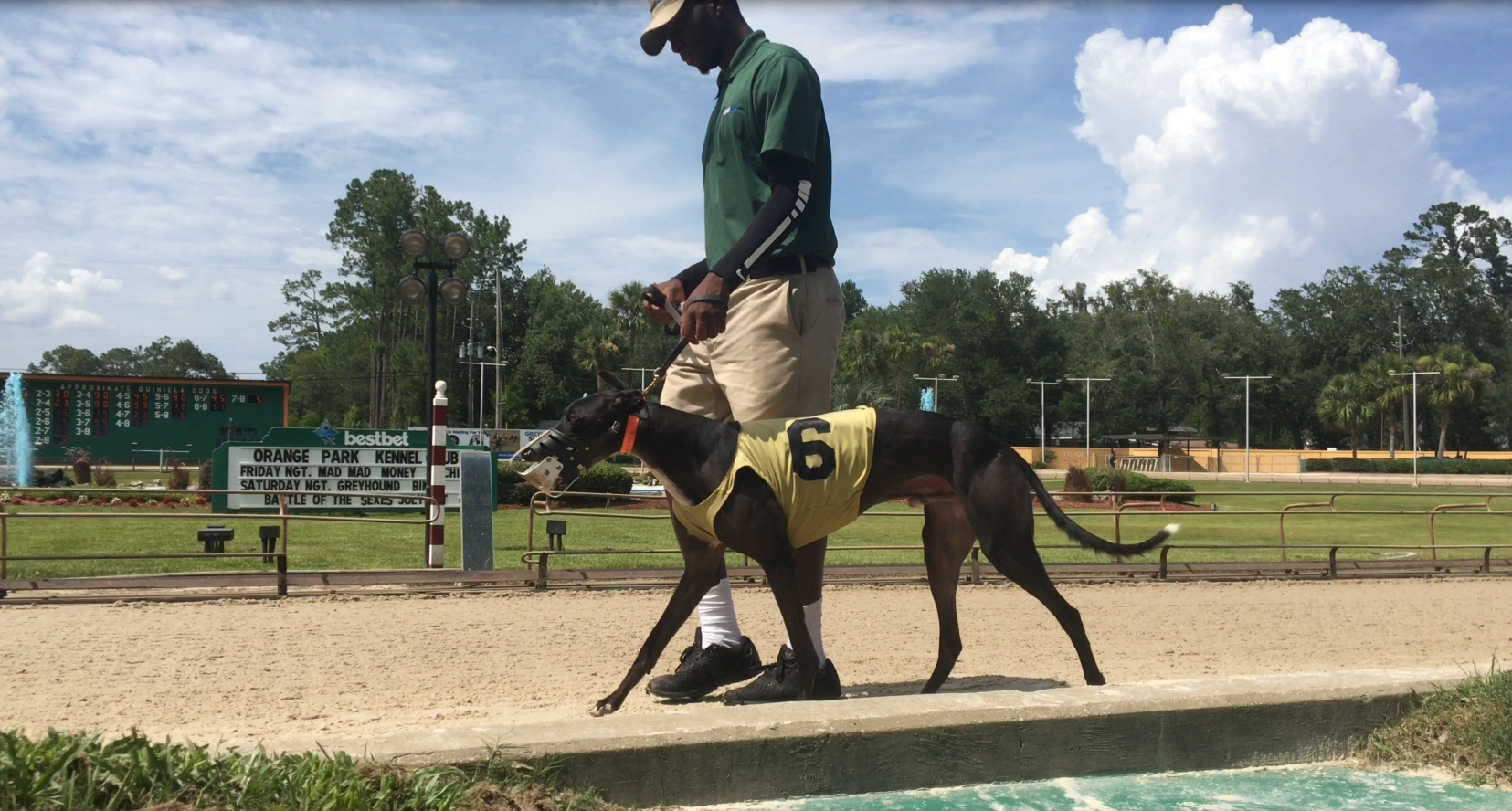 12 Greyhounds Test Positive For Cocaine At Florida Race Track | 9news.com