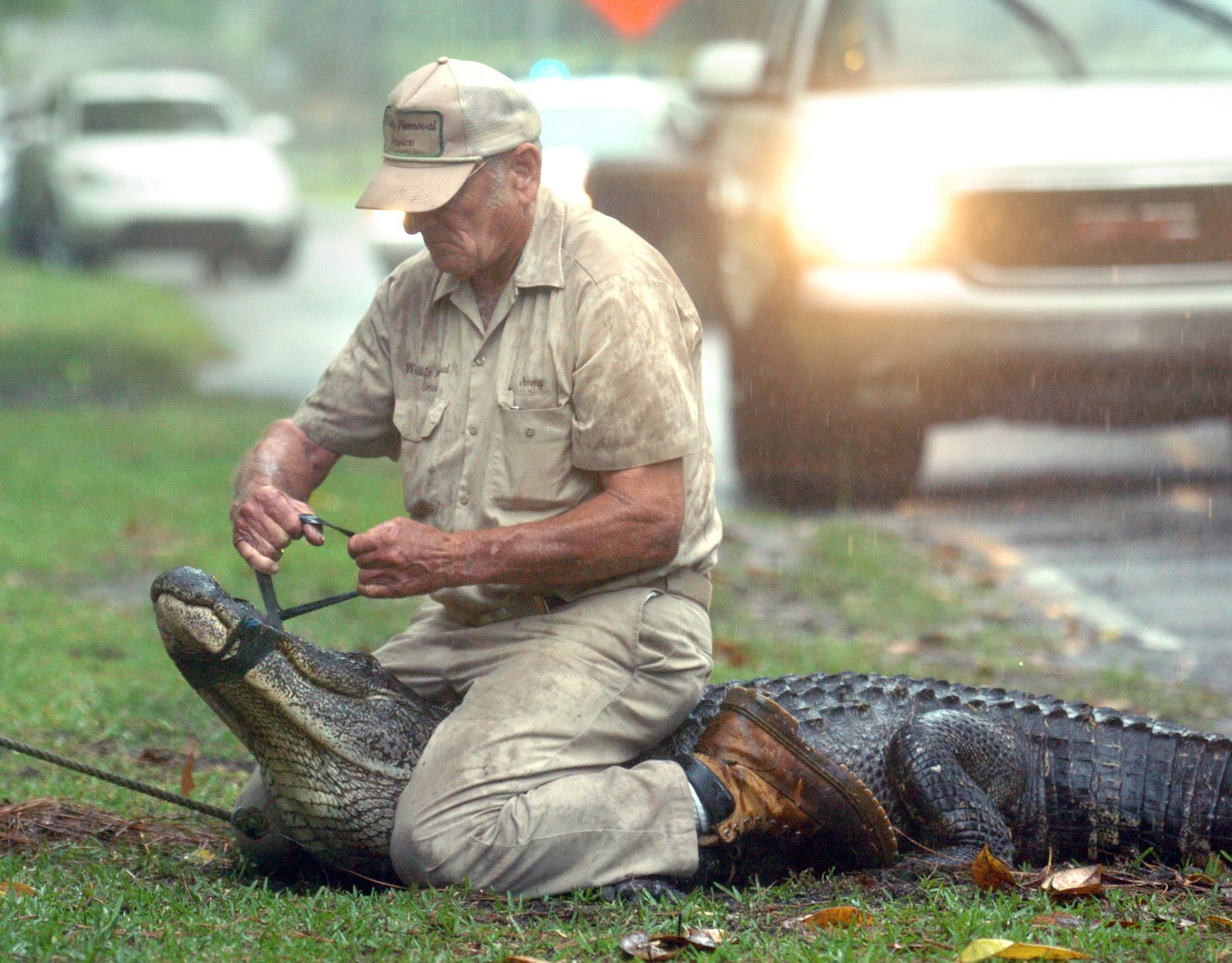 Fwc Looking For Nuisance Alligator Trappers In Duval