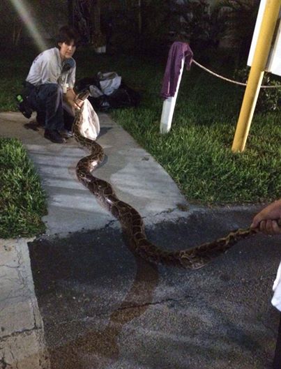 12-foot python captured in South Florida | firstcoastnews.com