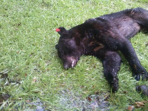 FWC: Jacksonville Beach bear had brain tumor | firstcoastnews.com