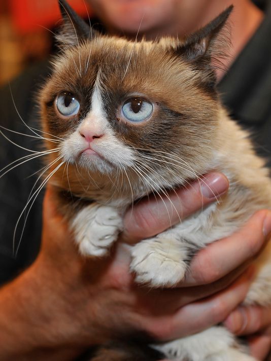How Big Is Grumpy Cat