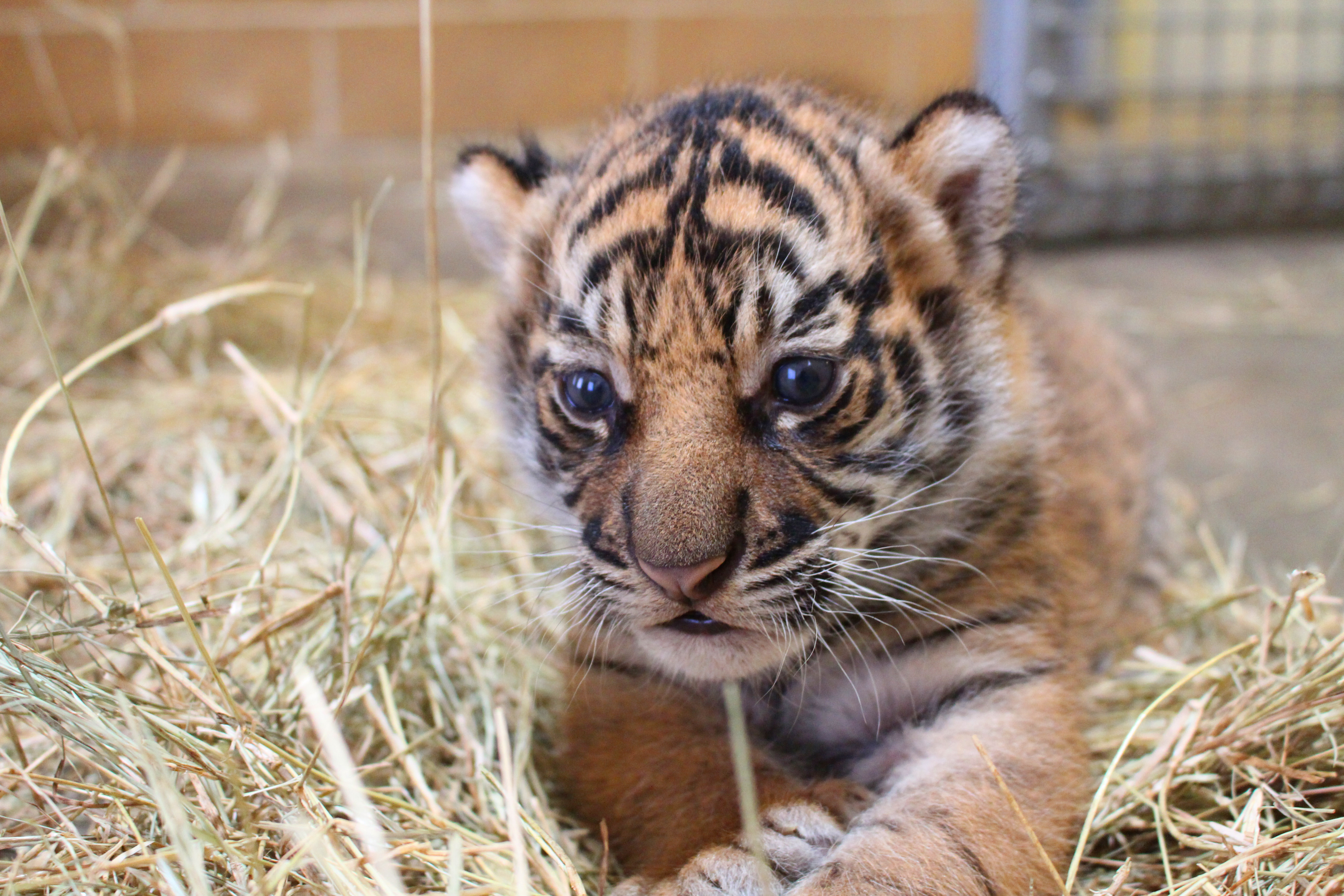 Adorable tiger cub celebrates first Christmas at Jacksonville Zoo ...