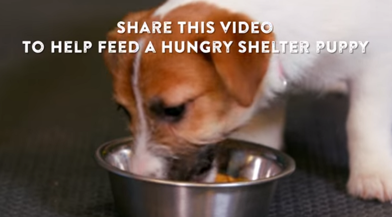 Watch this adorable video to donate 1 pound of food to shelter puppies ...