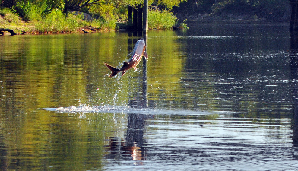 Florida man injured by flying fish | khou.com