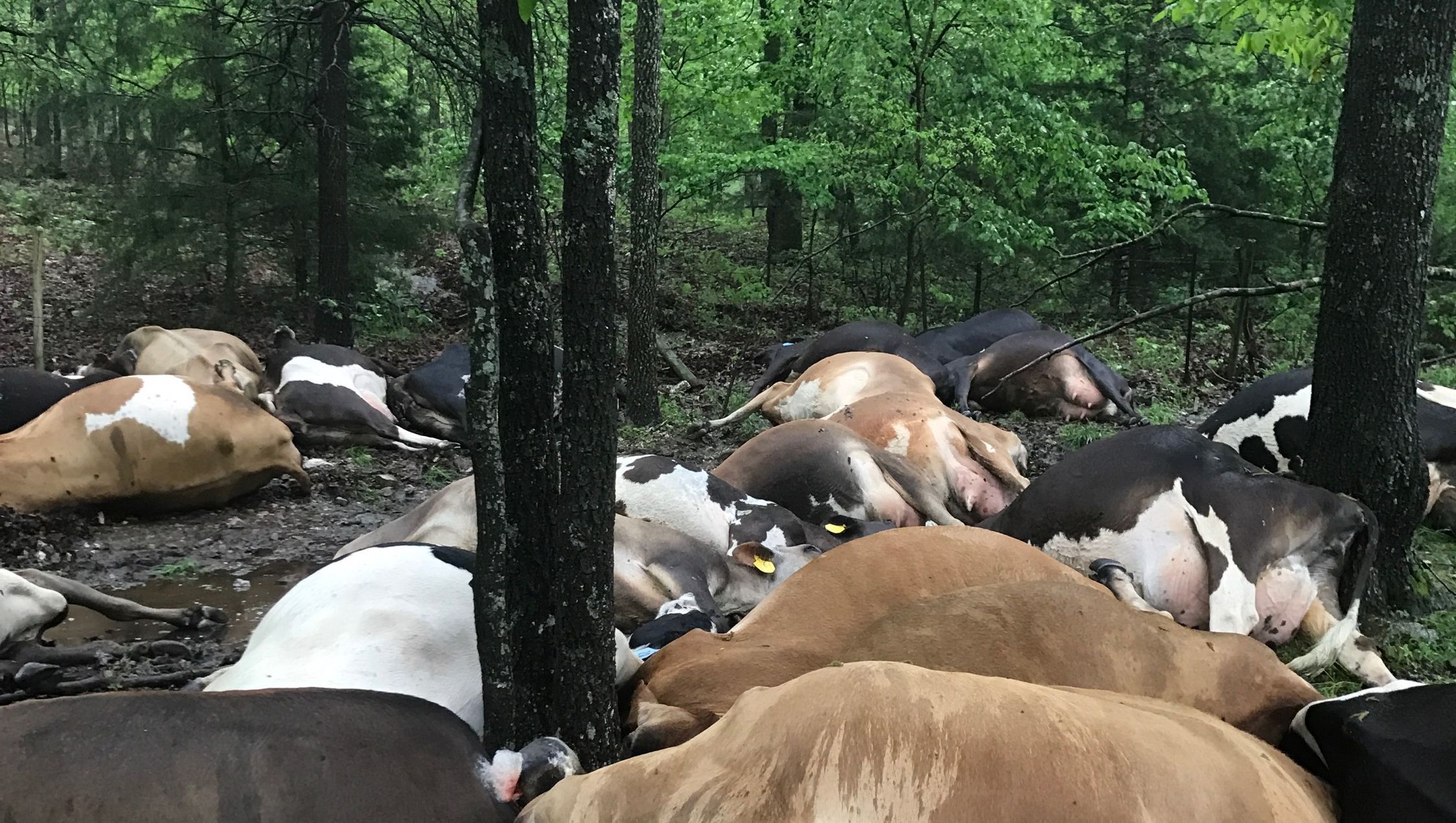 Lightning kills 32 cows, leaving them 'piled on top of each other' |  