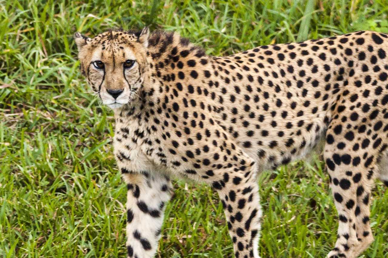 firstcoastnews.com | Cheetah dies at the Jacksonville Zoo