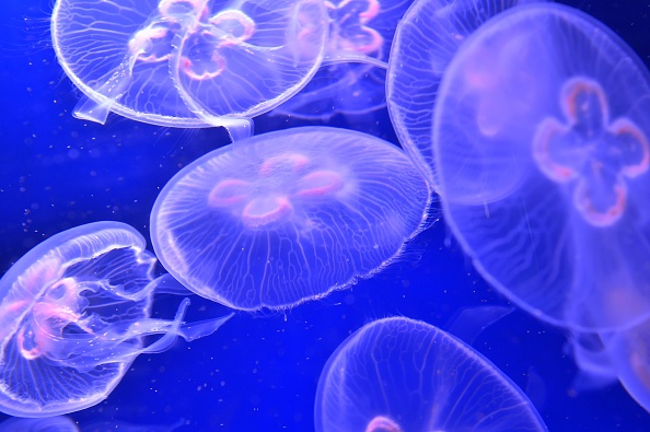 60 stung by jellyfish on Florida beach | firstcoastnews.com