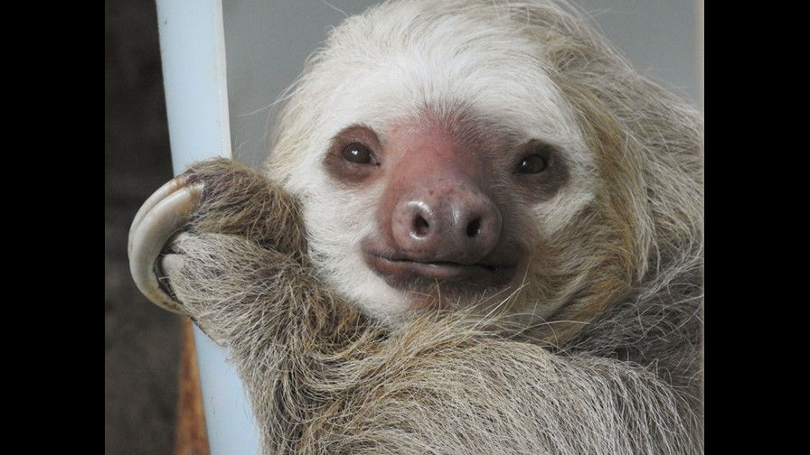Adopt a sloth for Valentine's Day | khou.com