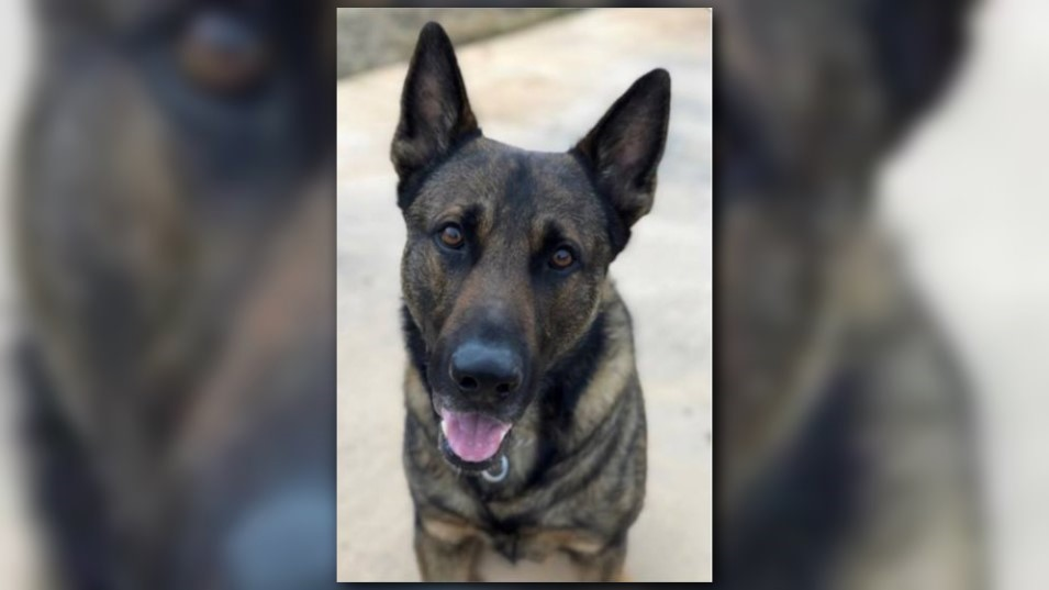 Former JSO K9 found safe | firstcoastnews.com