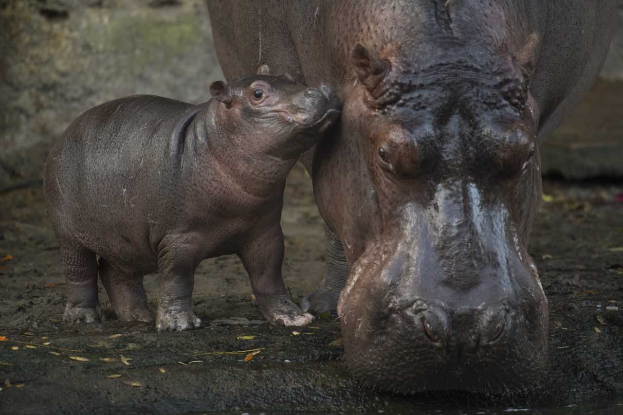 Baby hippo born at Disney's Animal Kingdom | firstcoastnews.com